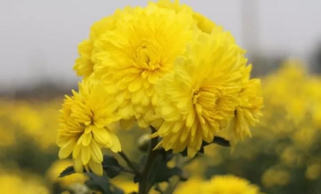 千畝云臺(tái)冰菊盛開，誠邀您蒞臨免費(fèi)參觀！